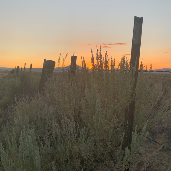 sagebrushsunset